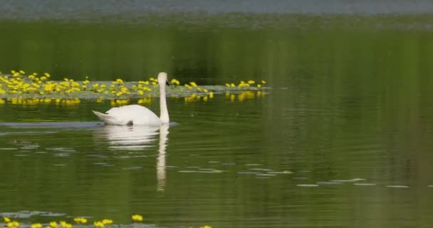 Запись Пары Немых Лебедей Плавающих Озере — стоковое видео