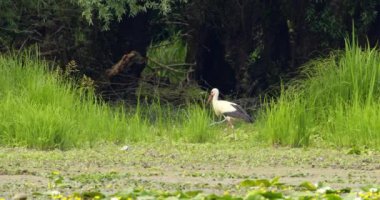 Uzun otlarda yiyecek arayan bir leylek.