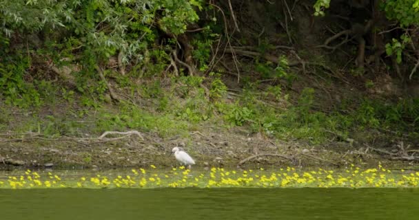 Little Egret Stand Pond Surrounded Yellow Water Lilies — Stock Video