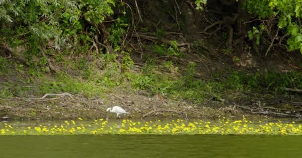 一只小白鹭摇摇晃晃地穿过满是花的池塘 — 图库视频影像