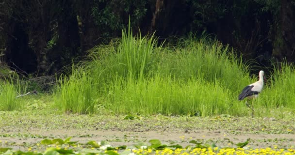 在泥泞的地面上散步的鹤 在草丛中觅食 — 图库视频影像