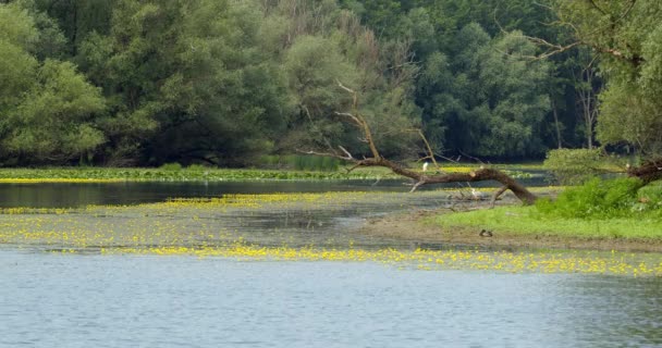 White Gray Herons Mallard Ducks Standing Pond Yellow Flowers — Stock Video