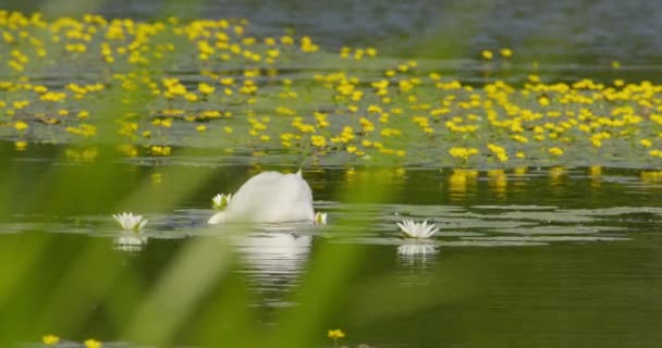 Cygne Plongeant Dans Étang Entouré Fleurs Blanches Jaunes — Video
