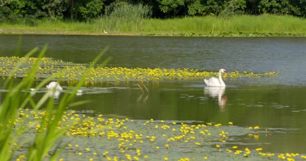 Imagens Bonitas Cisnes Mudos Nadam Lago Flores Amarelas — Vídeo de Stock