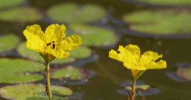 Yüzen yaprakların üzerinde küçük böceklerle dolu sarı bir çiçeği yakından çek.