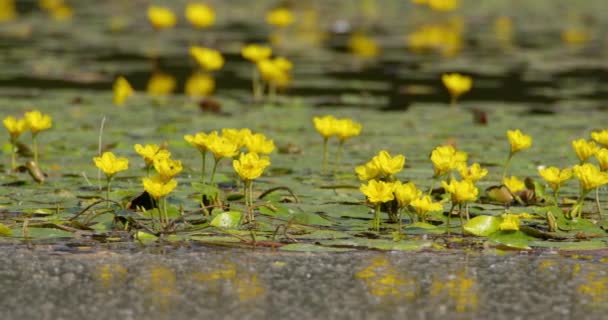Böcekler Yeşil Yapraklar Üzerinde Yürür Sarı Çiçekli Zambakları Gölette — Stok video