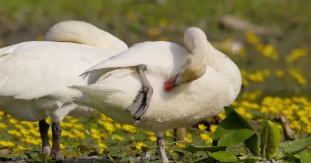 Bela Natureza Close Imagens Cisnes Mudos Preening — Vídeo de Stock