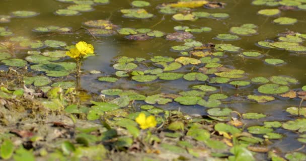 Povrch Vody Vlní Zatímco Hmyz Kráčí Zelených Listech Žlutých Květinách — Stock video