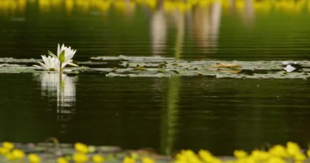 Красивые Кадры Белой Водяной Лилии Плавающей Волнистой Поверхности Озера — стоковое видео