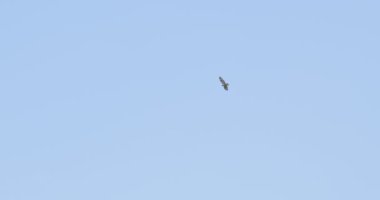 Açık mavi gökyüzünde uçan kuşun görüntüsü