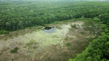 Uçsuz bucaksız ormanlarla çevrili bir su birikintisi.