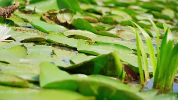 Small Cute Green Frog Hidden Large Green Water Lily Leaves — Stock Video
