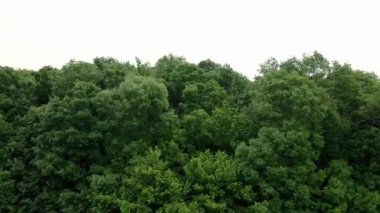 Drone yerden yükselir ve sonsuz yemyeşil ormanı yakalar.