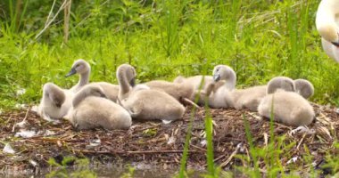 Sevimli yavru kuğuların ve annelerinin yuvadaki görüntülerini yakından çek.
