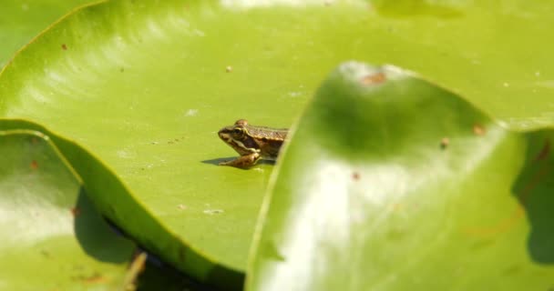 Маленькая Балканская Лягушка Гуляет Большому Зеленому Листу Водяной Лилии — стоковое видео