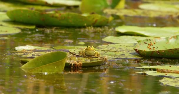 グリーンバルカエルはまだ水リリーの上に立ってカメラを見る — ストック動画