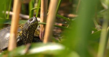 Avrupa çimen kaplumbağası sazlıklar ve çimlerde hareketsiz duruyor