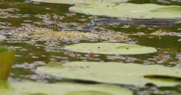 池で泳ぐ水蛇の美しい自然映像 — ストック動画