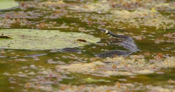 Arkadan Görülen Çim Yılanı Büyük Yapraklar Arasında Bir Gölette Yüzer — Stok video