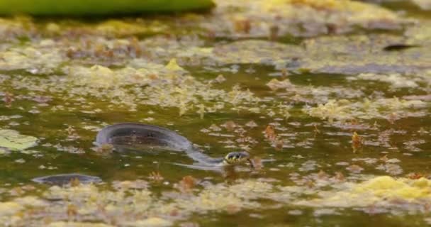 池で草の蛇が泳ぎ 舌をフリックするように食べ物を探す — ストック動画