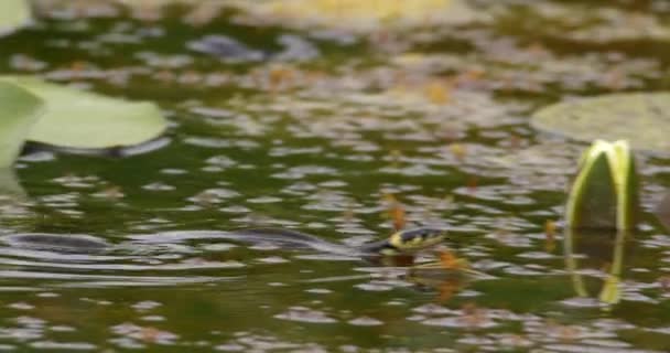 カメラが池で泳ぐ草の蛇に続いて映像を閉じる — ストック動画