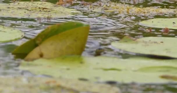 Травяная Змея Щёлкает Языком Плавает Поисках Пищи — стоковое видео