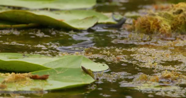 Grama Cobra Nadar Uma Lagoa Olhar Torno Procurar Comida — Vídeo de Stock