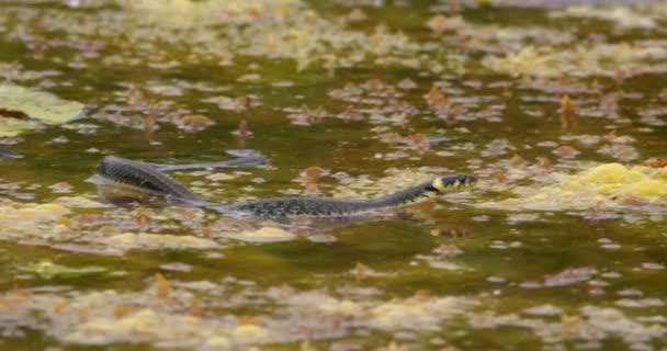 池で泳ぎ 大きな葉を渡って這う草の蛇の近くの眺め — ストック動画