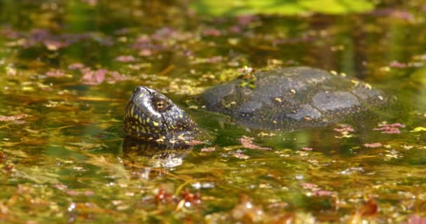 欧洲池塘龟在充满植被的水中的特写镜头 — 图库视频影像