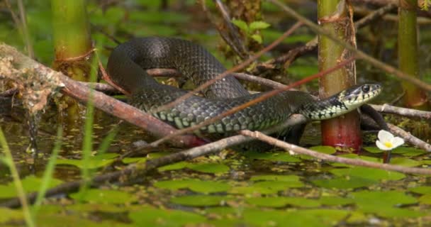 池の表面の壊れた木の枝に休んでいる草の蛇の近くの眺め — ストック動画