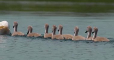 Yavru kuğuların anne ve babaları arasında gölde yüzerken ki sevimli görüntüleri.