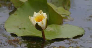 Güzel beyaz su zambağı tomurcuğunun açılışını yakından çek.
