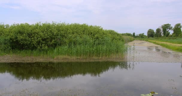 Roseaux Buissons Poussant Sur Bord Lac Ondulé Avec Asclépiade Surface — Video