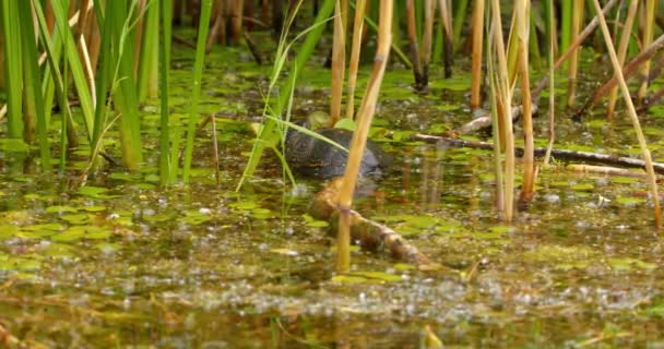 ヨーロッパの池の亀はまだ池に立っていて リリーの葉 — ストック動画