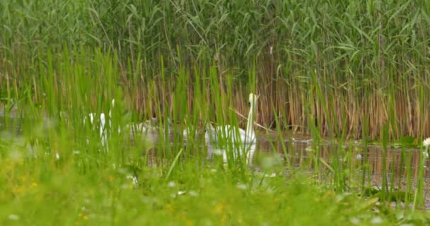 Cisnes Mudos Seus Cygnets Nadam Uma Lagoa Vista Através Grama — Vídeo de Stock