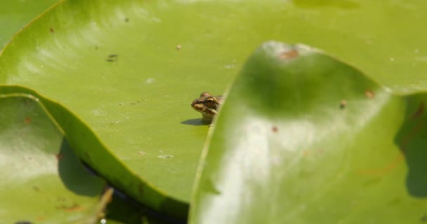 Malé Roztomilé Balkánské Žába Sedí Ještě Velké Zelené Vodě Lilie — Stock video