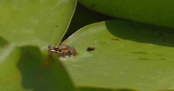 Roztomilý Balkánský Žába Sedící Obrovské Zelené Vodě Lilie List — Stock video