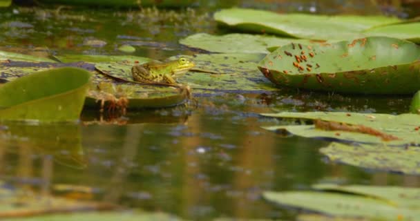 Zelená Balkánská Žába Sedící Stále Listí Lilie Uprostřed Rybníka — Stock video