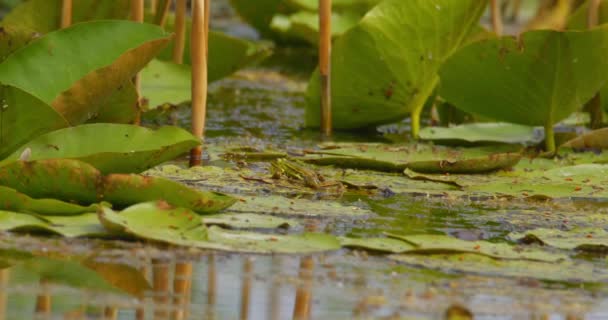 Small Green Balkan Frog Walk Water Lily Leaf — Stock Video