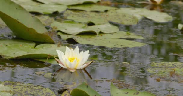 池塘表面反射的白色水百合的Idyllic镜头 — 图库视频影像