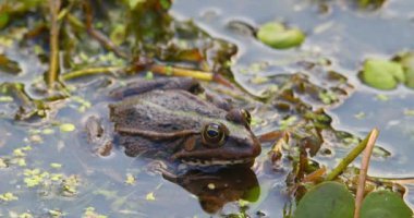 Balkan kurbağası su bitkileriyle çevrili suda hareketsiz duruyor