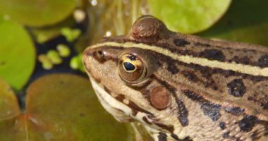 Bir Balkan kurbağasının su nilüferleriyle dolu gölette son derece yakından çekilmiş fotoğrafı.