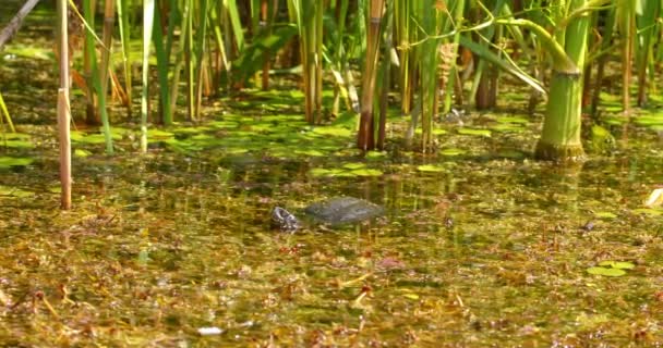 Europese Vijverschildpad Zittend Een Vijver Vol Waterplanten — Stockvideo