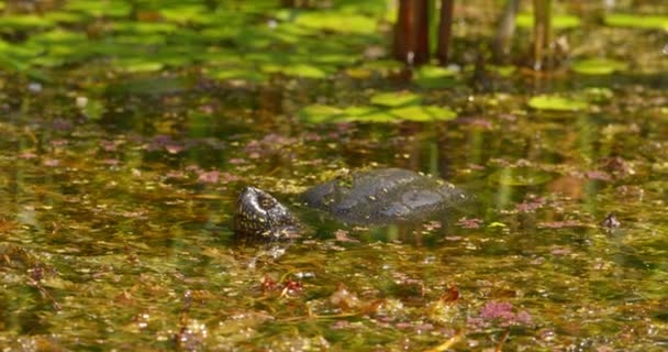 Europeisk Damm Sköldpadda Står Fortfarande Vatten Fullt Vattenlevande Växter — Stockvideo
