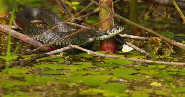 Grama Cobra Envolto Torno Ramos Bastões Acima Lagoa Com Lírios — Vídeo de Stock
