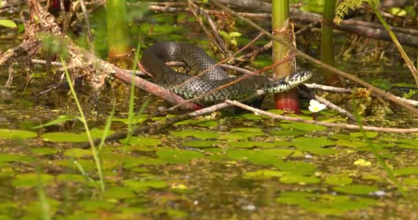 Travní Had Stojící Stále Nad Rybníkem Ukrytý Vegetaci — Stock video
