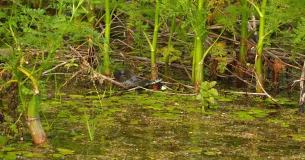 池の水滴に隠された草の蛇 — ストック動画