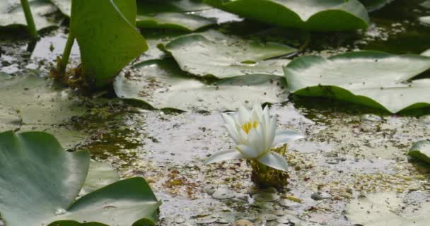 Fehér Víz Liliom Virág Körül Nagy Zöld Levelek Egy Tavon — Stock videók