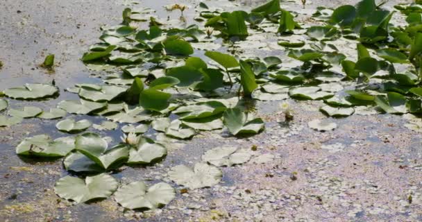 Powierzchnia Stawu Pokryta Liśćmi Lilii Wodnej Innymi Roślinami Wodnymi — Wideo stockowe