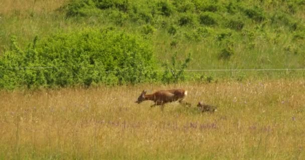 Roe Deer Its Baby Fawn Run Dry Meadow Hot Summer — Stock Video